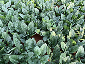 ���܂�-���˷N��-혳�