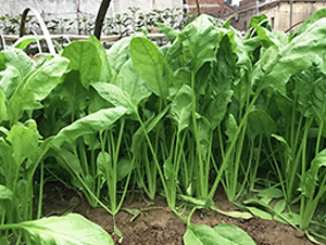 �A��-���˷N��-혳�