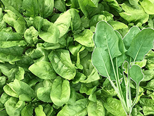 ɼ����-���˷N��-혳�