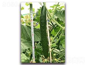 ꑻ�-�S�ϷN��-혳�