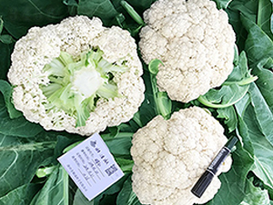 �_������80���ɻ�-��Ҭ�˷N��-혳�