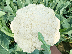 �_������70���ɻ�-��Ҭ�˷N��-혳�