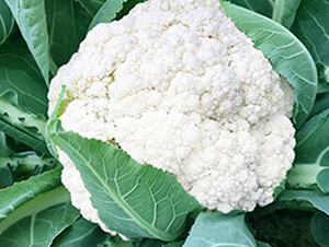 臺灣明星68天松花-花椰菜種子-順成