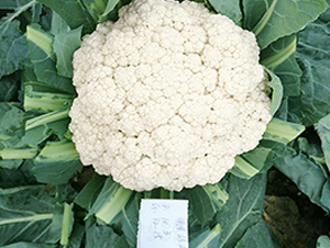 臺(tái)灣明星65天松花-花椰菜種子-順成