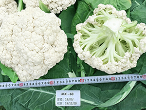 臺灣明星60天松花-花椰菜種子-順成