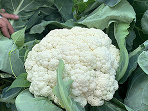 福美樂(lè)65天松花-花椰菜種子-順成