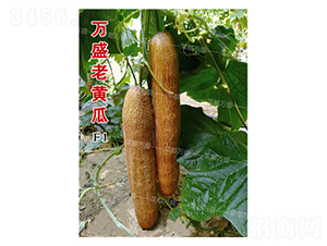 �f(w��n)ʢ���S��-�S�ϷN��-�˶��f(w��n)ʢ