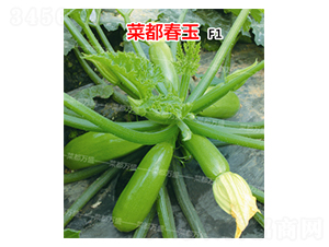 �˶�����-�����J�N��-�˶��fʢ