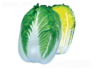 高山夏秋-大白菜種子-方圓種業(yè)