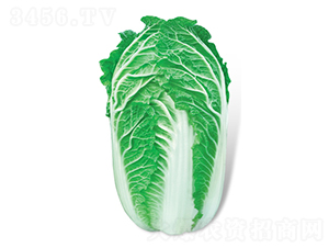 冬日春成-大白菜種子-方圓種業(yè)