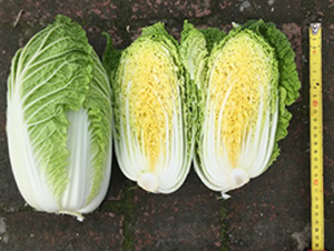 春生極早-大白菜種子-方圓種業(yè)