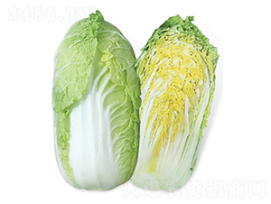 春魂-大白菜種子-方圓種業(yè)