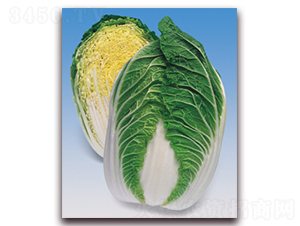 ��ѩ����-��ײ˷N��-���A�N�I(y��)