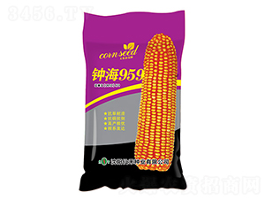 鐘海959（紫袋）-玉米種子-仙禾種業(yè)