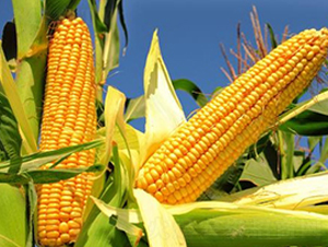 山農(nóng)202-玉米種子-信源種業(yè)