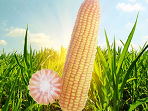 晉單71-玉米種子-信源種業(yè)