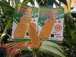 忻抗14-玉米種子-信源種業(yè)