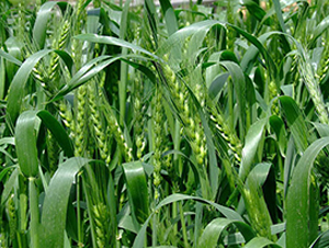 ˴��1718-С���N��-��Դ�N�I(y��)