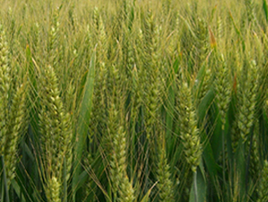 ϲ��199-С���N��-��Դ�N�I(y��)