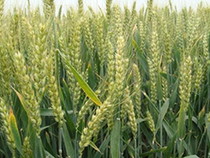 ϲ��203-С���N��-��Դ�N�I(y��)