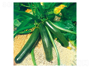 ���S-�����J�N��-��Ļ��