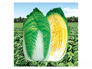 ��Ļ��182-�ײ˷N��-��Ļ��