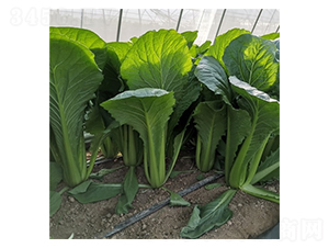 ��Ļ����1̖-�ײ˷N��-��Ļ��