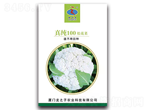 真純100-松花菜種子-龍之子