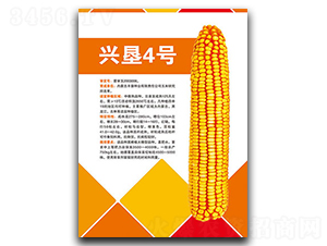 興墾4號-玉米種子-豐墾種業(yè)