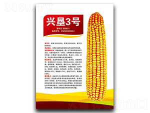 興墾3號-玉米種子-豐墾種業(yè)