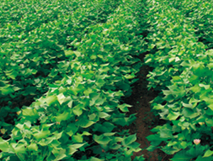 ���s��3̖-�޻��N��-��(chu��ng)���N�I(y��)