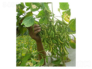 互信100-大豆種子-億豪農(nóng)業(yè)