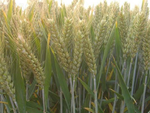 ���r(n��ng)19-С���N��-�|���r(n��ng)�I(y��)