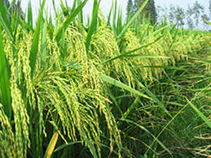 II��(y��u)1104-ˮ���N��-����N�I(y��)