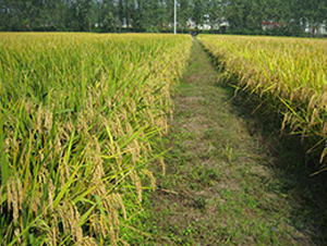 皖稻93號-水稻種子-理想種業(yè)