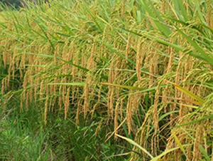 紫兩優(yōu)2號-水稻種子-理想種業(yè)