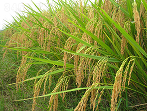 福兩優(yōu)5號(hào)-水稻種子-理想種業(yè)