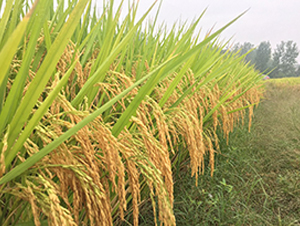 兩優(yōu)005-水稻種子-理想種業(yè)