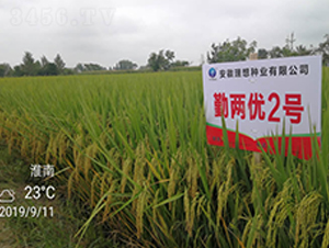 勤兩優(yōu)2號(hào)-水稻種子-理想種業(yè)