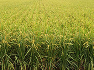 ����7̖-ˮ���N��-����N�I(y��)