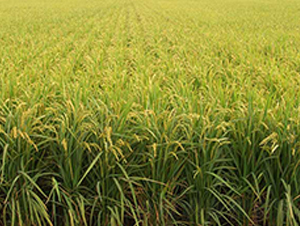 ����10̖-ˮ���N��-����N�I(y��)