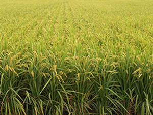 ����20̖-ˮ���N��-����N�I(y��)