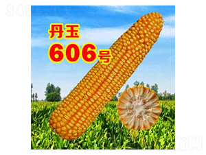 ����606̖(h��o)-���׷N��-����N�I(y��)