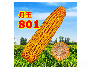 ����801-���׷N��-����N�I(y��)