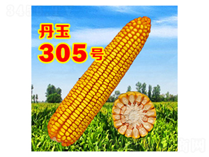 ����305̖(h��o)-���׷N��-����N�I(y��)