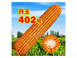 丹玉402號-玉米種子-丹玉種業(yè)