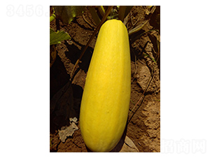 �N�������J1̖-�����J�N��-�N�ǷN�I(y��)