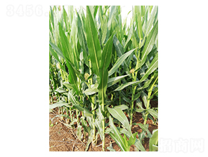 ����8̖(h��o)-���׷N��-���r(n��ng)