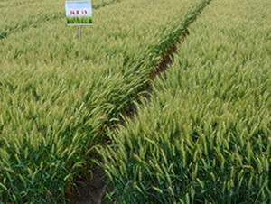 �P(y��ng)��19-С���N��-������