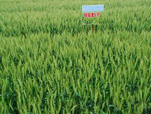 �P(y��ng)ݗ��5̖(h��o)-С���N��-������